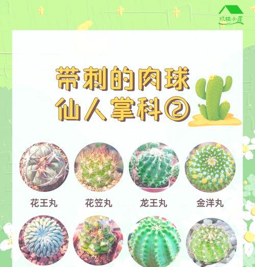 仙人掌棒（打造个性化的仙人掌棒，你需要了解的一切知识）-第2张图片-绿意生活