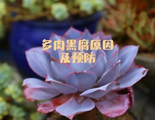 多肉植物黑腐病防治方法（保护你的多肉植物免受黑腐病侵害）-第3张图片-绿意生活