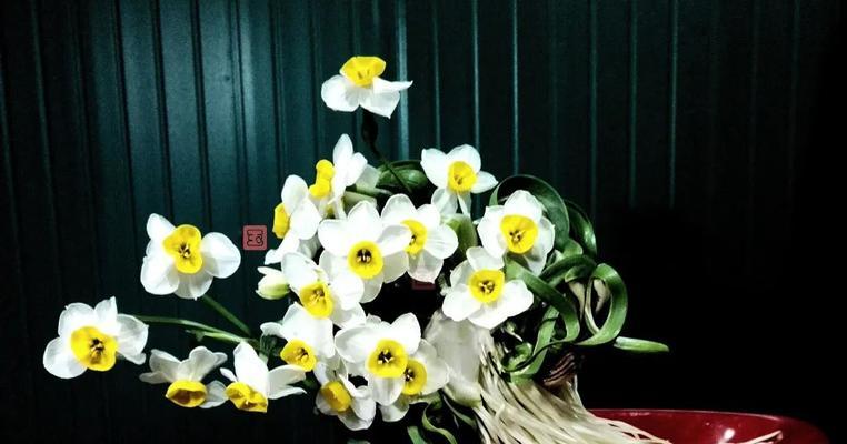 水仙花（探索水仙花的生长之谜与艺术之美）-第3张图片-绿意生活