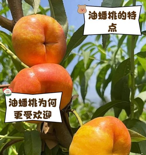 盆栽蟠桃的养护指南（打造居家福气，盆栽蟠桃如何养护？）-第1张图片-绿意生活