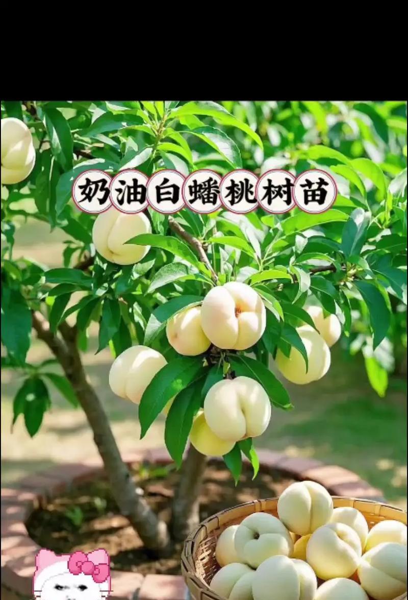 盆栽蟠桃的养护指南（打造居家福气，盆栽蟠桃如何养护？）-第2张图片-绿意生活