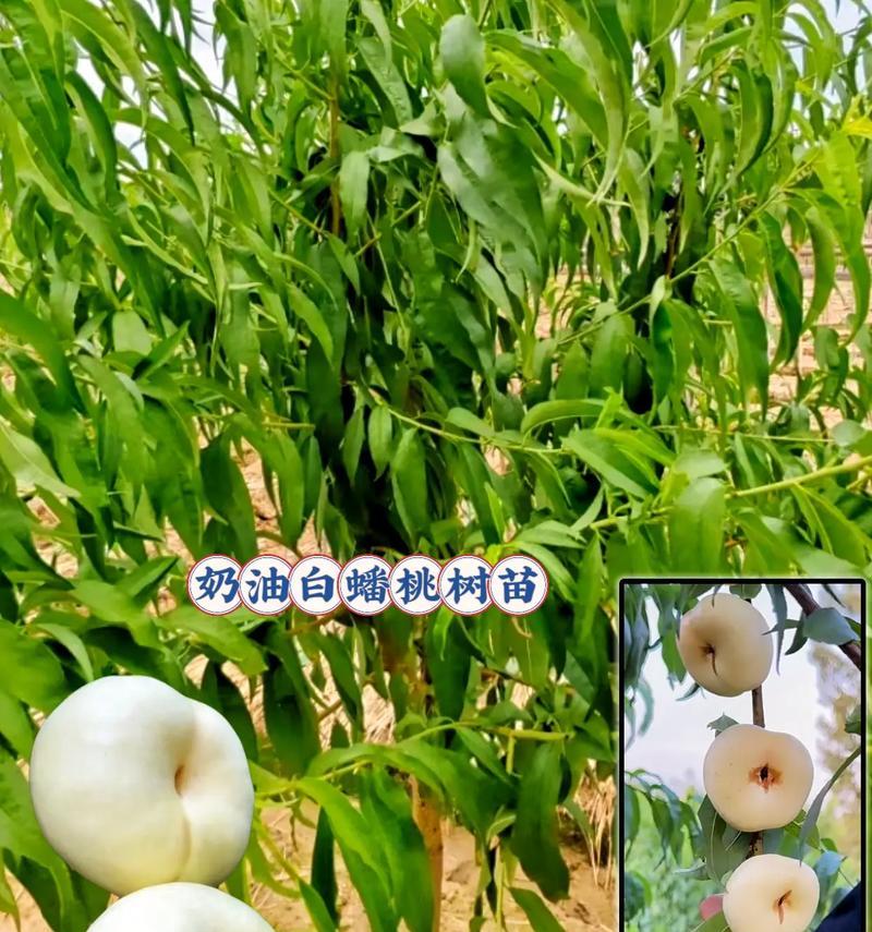 盆栽蟠桃的养护指南（打造居家福气，盆栽蟠桃如何养护？）-第3张图片-绿意生活