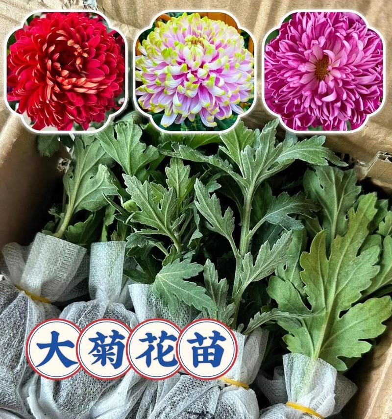 菊花养殖技巧大揭秘！（打造美丽花坛，菊花养殖不可忽略的关键技巧）-第2张图片-绿意生活