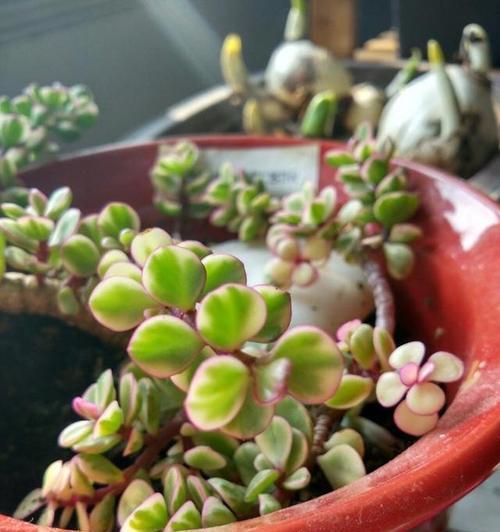 探秘雅乐之舞冬季插花的艺术魅力（用芬芳点缀寒冬，揭秘雅乐之舞冬季插花的技巧与乐趣）-第2张图片-绿意生活