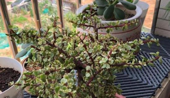 探秘雅乐之舞冬季插花的艺术魅力（用芬芳点缀寒冬，揭秘雅乐之舞冬季插花的技巧与乐趣）-第1张图片-绿意生活