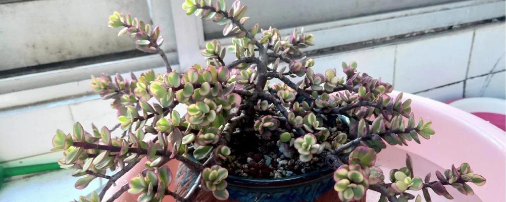 探秘雅乐之舞冬季插花的艺术魅力（用芬芳点缀寒冬，揭秘雅乐之舞冬季插花的技巧与乐趣）-第3张图片-绿意生活