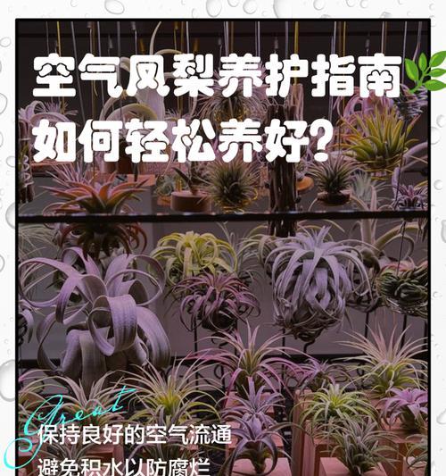 空气凤梨中间积水的处理方法（凤梨积水原因及解决方案）-第1张图片-绿意生活