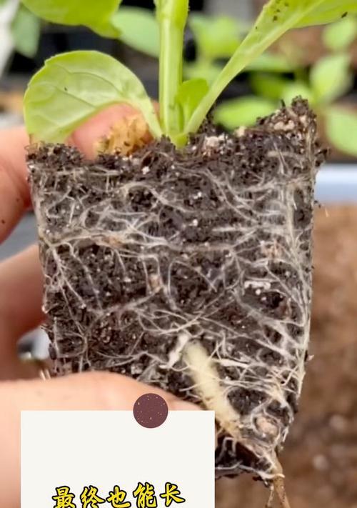 大丽花根的食用方法及功效（探索大丽花根的独特美味与药用价值）-第2张图片-绿意生活