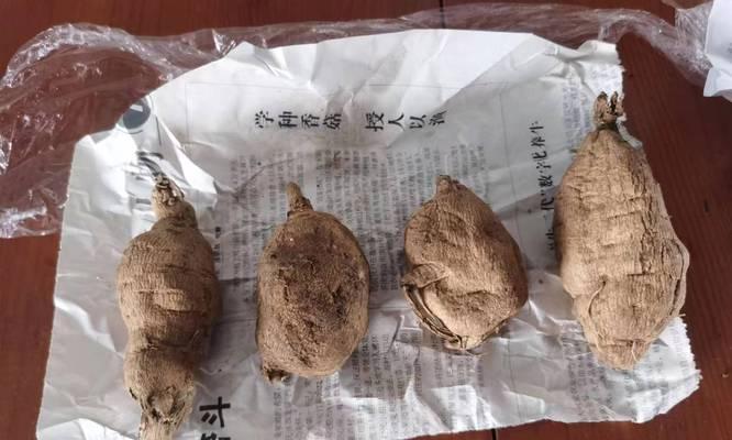 大丽花根的食用方法及功效（探索大丽花根的独特美味与药用价值）-第1张图片-绿意生活