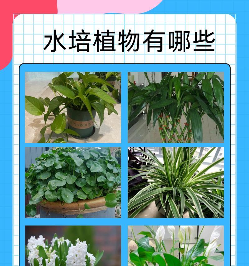 水培绿植的清洗指南（轻松保持水培绿植清爽如新，延长寿命）-第3张图片-绿意生活