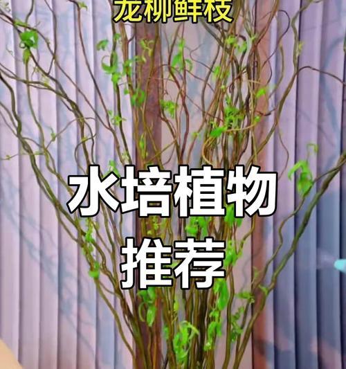 水培绿植的清洗指南（轻松保持水培绿植清爽如新，延长寿命）-第2张图片-绿意生活