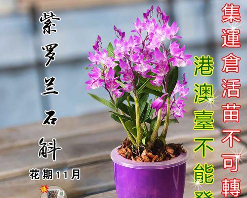 紫罗兰盆景的美丽与养护（探索紫罗兰盆景的多样性与养护技巧）-第2张图片-绿意生活