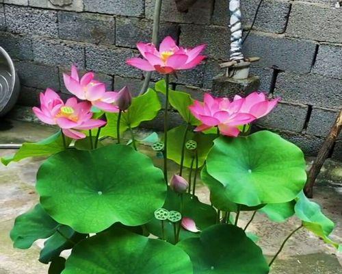 合理追肥，让缸栽荷花绽放生机（缸栽荷花追肥技巧与注意事项）-第1张图片-绿意生活