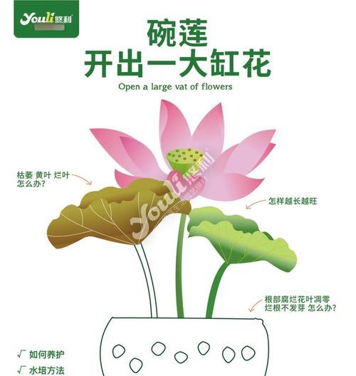 合理追肥，让缸栽荷花绽放生机（缸栽荷花追肥技巧与注意事项）-第3张图片-绿意生活
