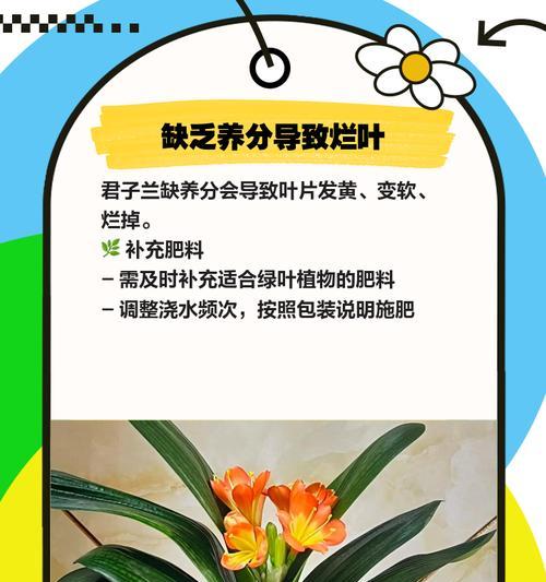 以君子兰软叶问题的解决之道（探讨君子兰软叶问题的原因及解决方法）-第1张图片-绿意生活
