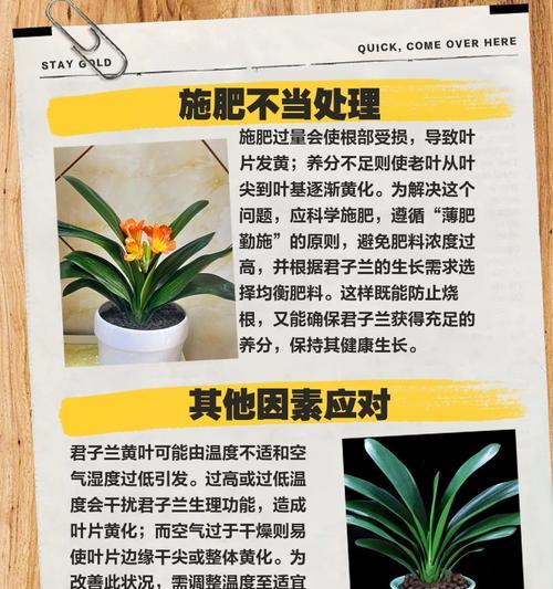 以君子兰软叶问题的解决之道（探讨君子兰软叶问题的原因及解决方法）-第3张图片-绿意生活