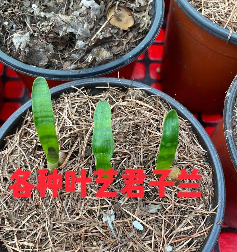 以君子兰软叶问题的解决之道（探讨君子兰软叶问题的原因及解决方法）-第2张图片-绿意生活