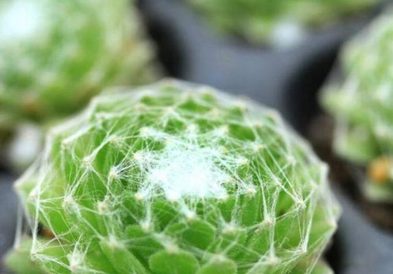 以红卷绢繁殖的方法与技巧（红卷绢繁殖，助你打造美丽花园）-第3张图片-绿意生活