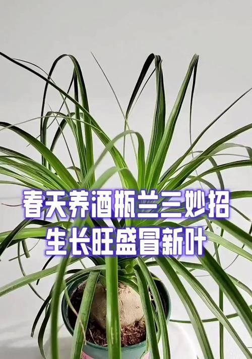以酒瓶兰黄叶子怎么办（怎样处理酒瓶兰黄叶子的问题）-第1张图片-绿意生活