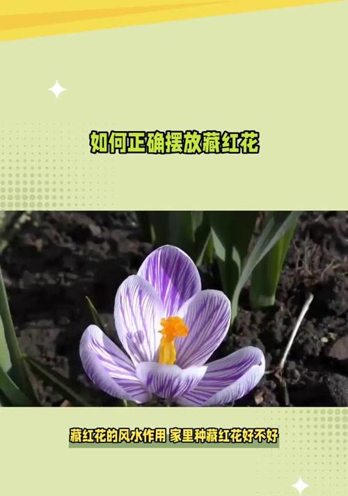 番红花种植指南（合适的种植月份、注意事项与生长环境）-第1张图片-绿意生活