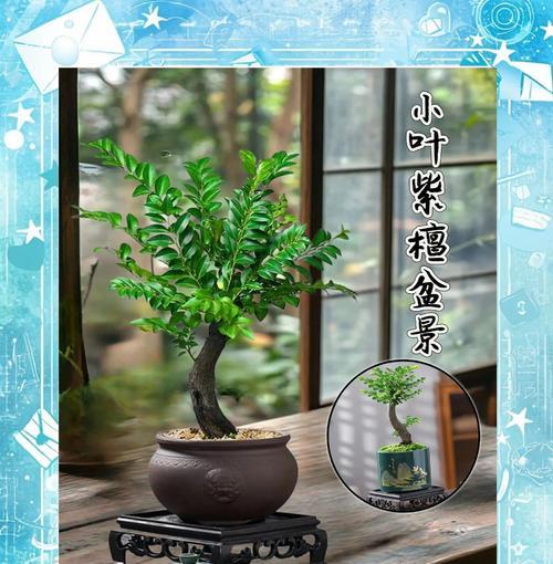 小叶紫檀叶子减少的原因及解决办法（保护小叶紫檀，让其叶子重新繁茂）-第1张图片-绿意生活