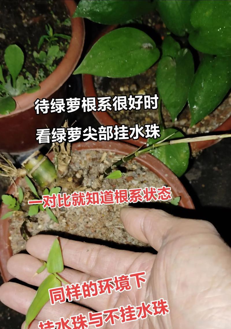 解决绿萝水栽根烂问题的有效方法（探索绿萝水栽根烂原因及治疗方案）-第3张图片-绿意生活