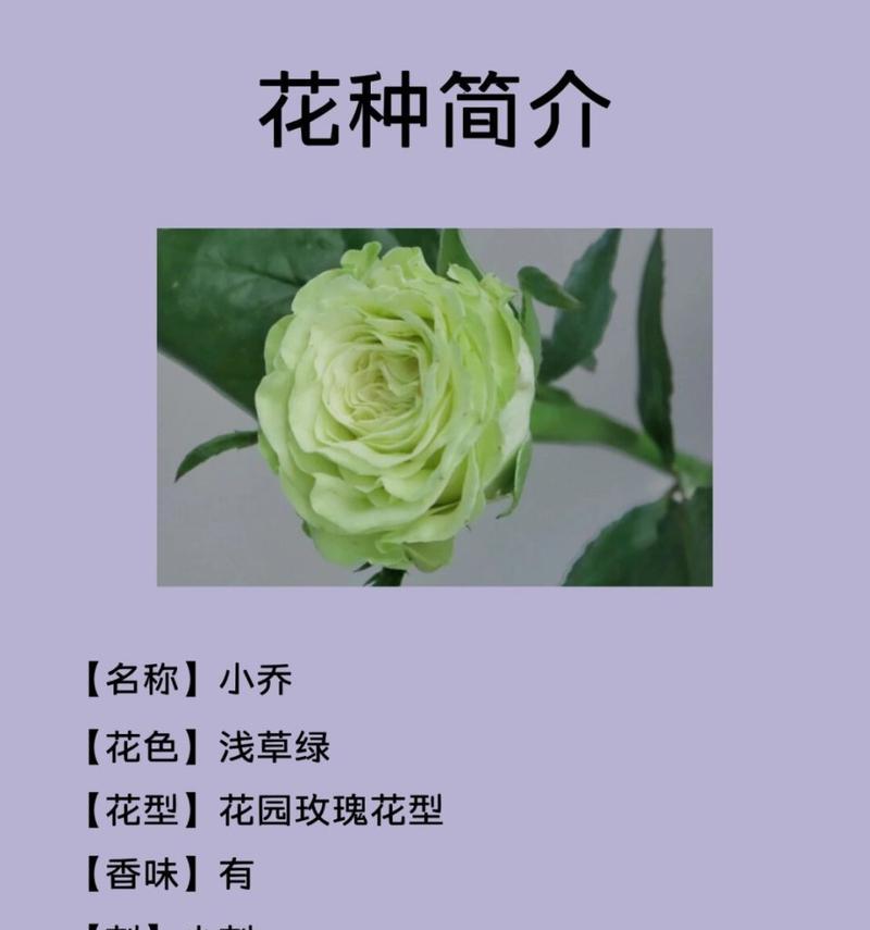 探寻世界上的玫瑰品种（了解各类玫瑰花的特点及分布）-第1张图片-绿意生活