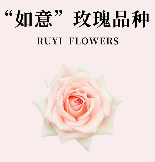 探寻世界上的玫瑰品种（了解各类玫瑰花的特点及分布）-第3张图片-绿意生活
