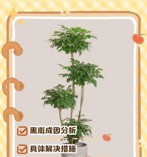 如何有效治疗幸福树腻虫？（掌握关键诀窍，让幸福树重焕生机）-第1张图片-绿意生活