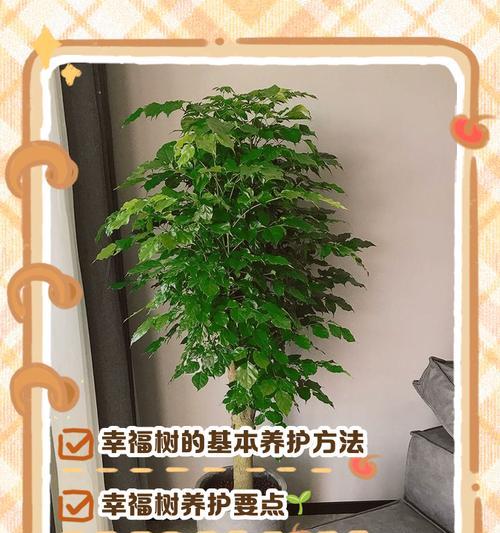 如何有效治疗幸福树腻虫？（掌握关键诀窍，让幸福树重焕生机）-第2张图片-绿意生活