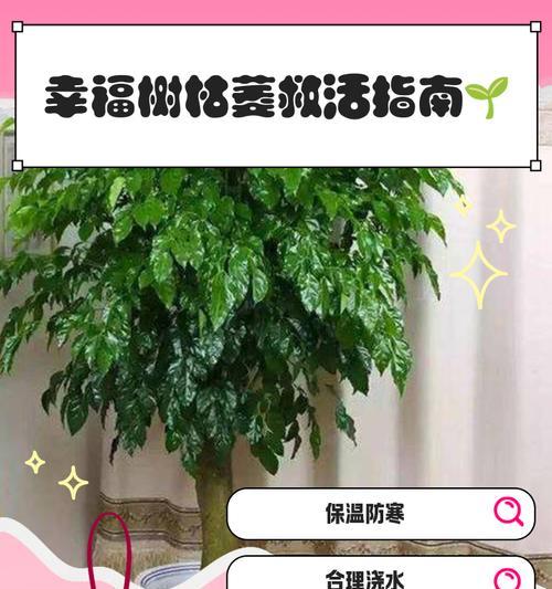 如何有效治疗幸福树腻虫？（掌握关键诀窍，让幸福树重焕生机）-第3张图片-绿意生活
