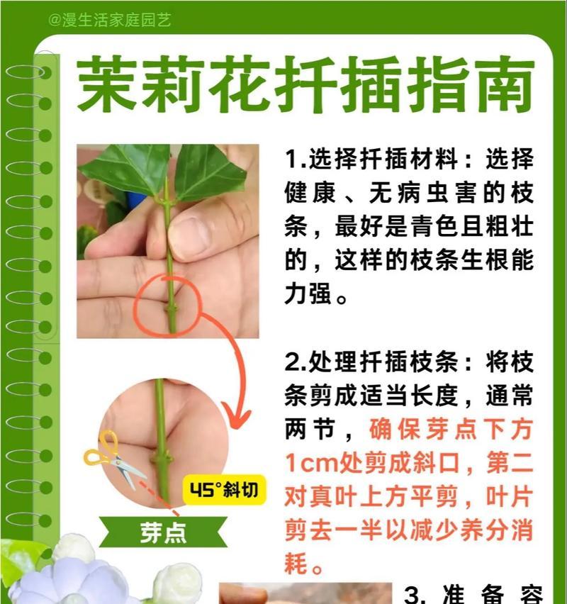 白兰花扦插技巧与注意事项（学会正确的方法，让白兰花轻松生根成长）-第1张图片-绿意生活