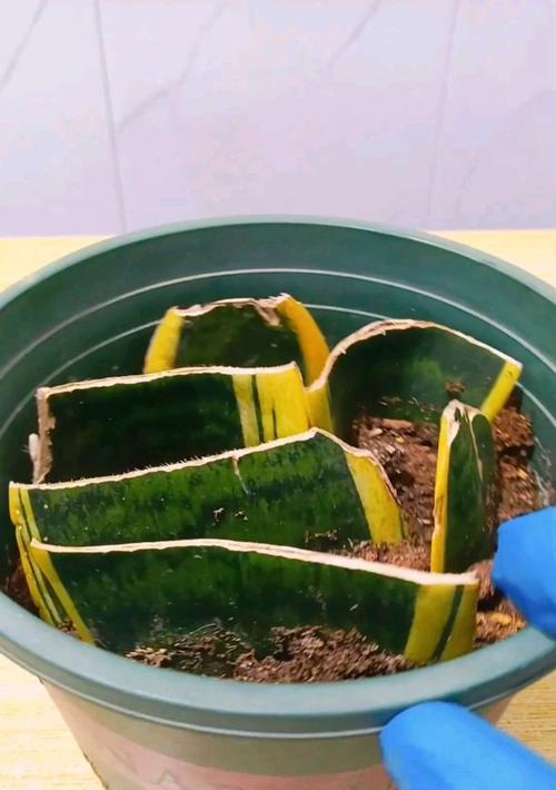 白兰花扦插技巧与注意事项（学会正确的方法，让白兰花轻松生根成长）-第3张图片-绿意生活