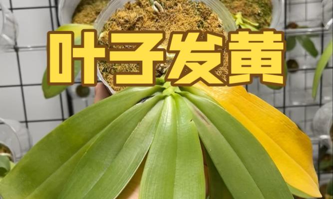 跳舞兰叶子卷曲的原因及解决方法（揭秘跳舞兰叶子卷曲现象，打造美丽健康的植物）-第1张图片-绿意生活