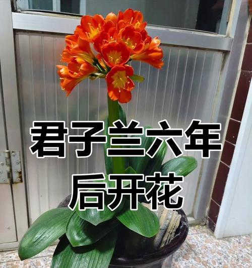 君子兰的开花奇观（绽放生命的美丽带给家庭无尽喜悦）-第3张图片-绿意生活