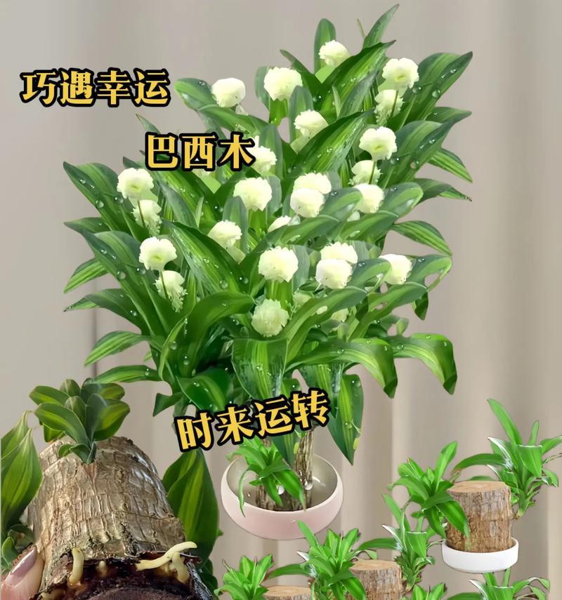以巴西木盆景的养殖技术（掌握巴西木盆景养殖的关键技巧，打造独特的盆景艺术）-第2张图片-绿意生活