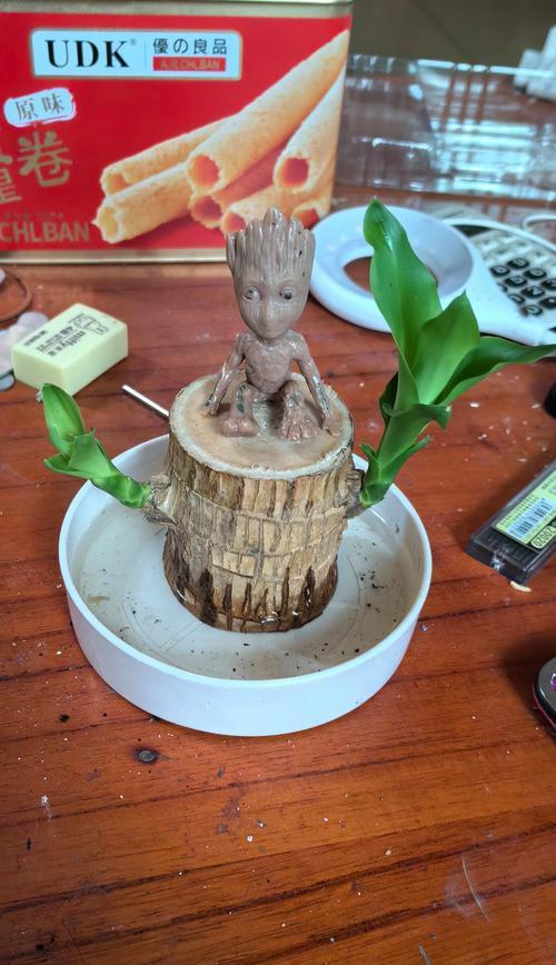 以巴西木盆景的养殖技术（掌握巴西木盆景养殖的关键技巧，打造独特的盆景艺术）-第3张图片-绿意生活
