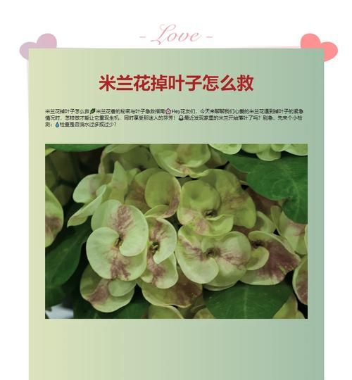 如何处理米兰叶子发黑问题（让你的米兰植物重现绿意生机）-第2张图片-绿意生活