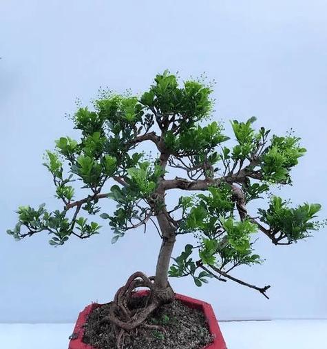 如何处理米兰叶子发黑问题（让你的米兰植物重现绿意生机）-第1张图片-绿意生活