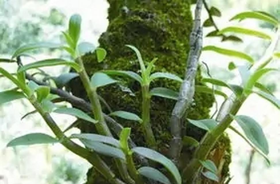 石斛生长环境条件与特点（探寻石斛栽培技术）-第3张图片-绿意生活