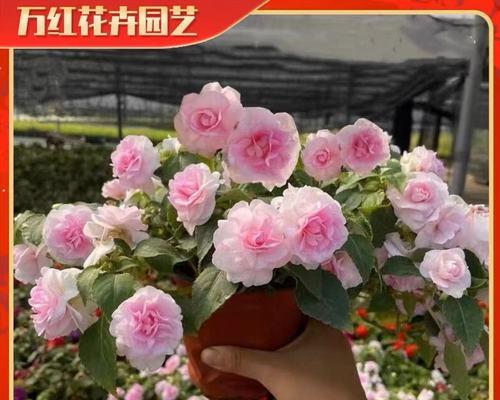 以水梅怎么修开花多（掌握关键步骤，提高水梅开花数量）-第3张图片-绿意生活