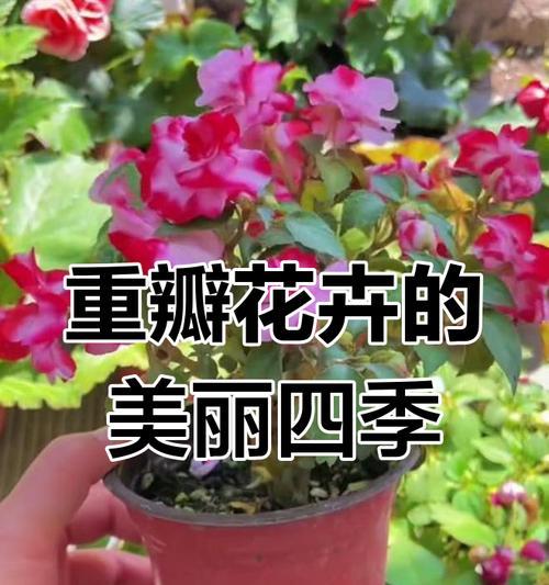 以水梅怎么修开花多（掌握关键步骤，提高水梅开花数量）-第2张图片-绿意生活