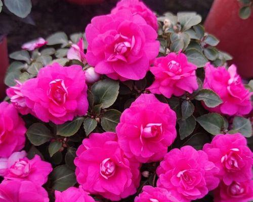 以水梅怎么修开花多（掌握关键步骤，提高水梅开花数量）-第1张图片-绿意生活