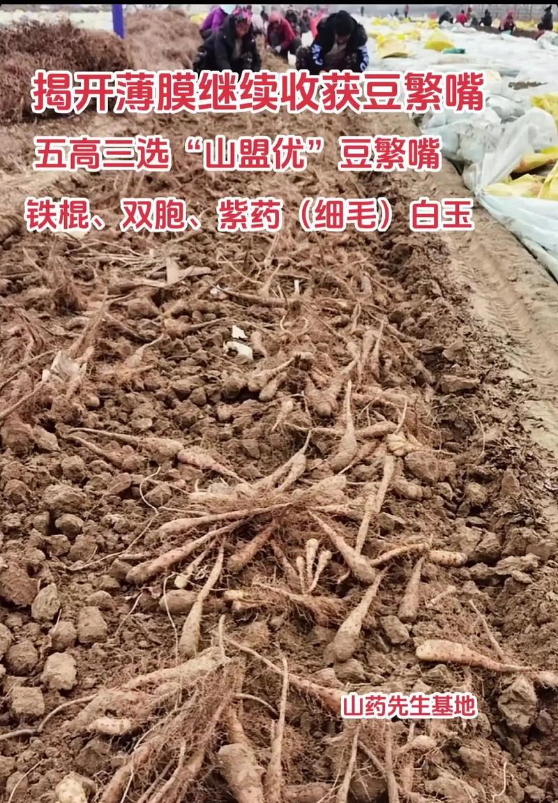 山药种植时间与生长周期（从选地到收成，一步步掌握山药种植技巧）-第2张图片-绿意生活
