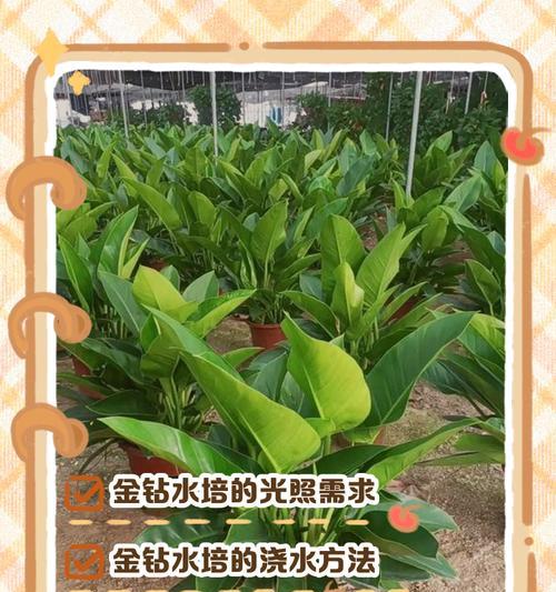金钻冬天怎么养护？——冬季金钻养护指南（15个技巧教你如何保护你的金钻，迎接寒冷的冬天）-第3张图片-绿意生活