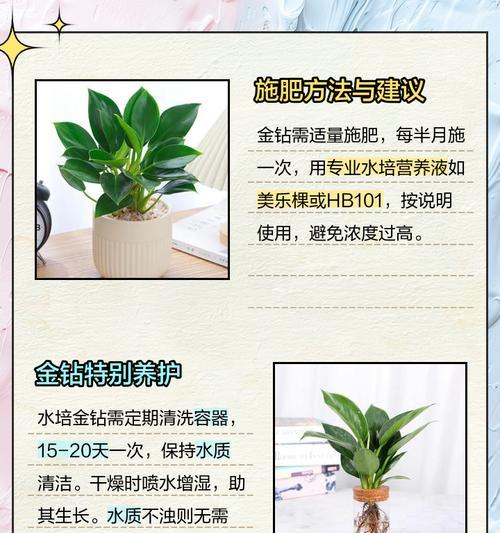 金钻冬天怎么养护？——冬季金钻养护指南（15个技巧教你如何保护你的金钻，迎接寒冷的冬天）-第2张图片-绿意生活
