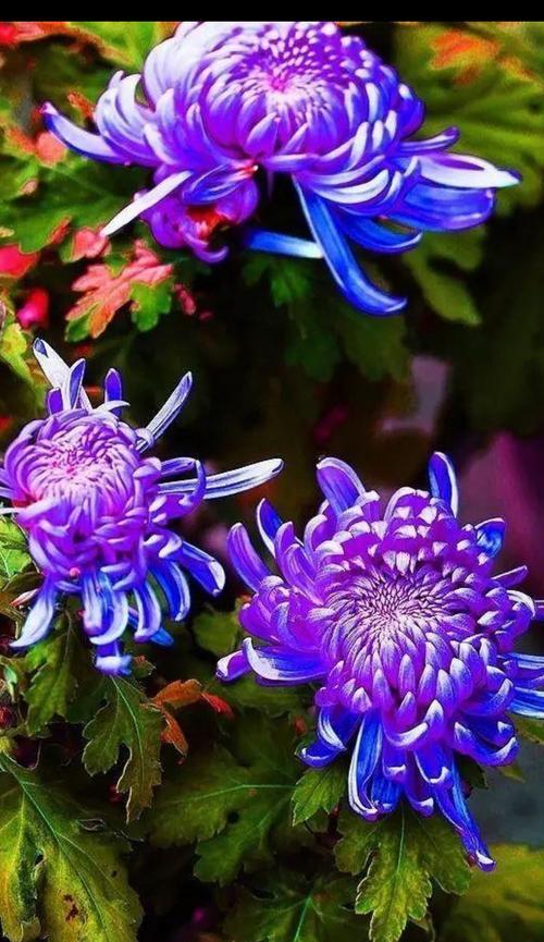 菊花的喜阳特性及其作用（探究菊花喜欢阳光的原因和适宜的光照环境）-第2张图片-绿意生活