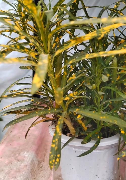 变叶木叶子垂下来了，如何拯救？（保护植物健康，拯救垂叶木的秘诀）-第1张图片-绿意生活