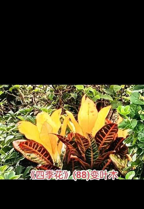 变叶木叶子垂下来了，如何拯救？（保护植物健康，拯救垂叶木的秘诀）-第3张图片-绿意生活