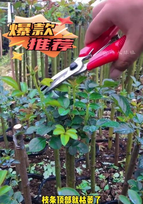 月季花杆为何变黑？如何有效处理？（探究月季花杆变黑的原因与解决方法）-第1张图片-绿意生活